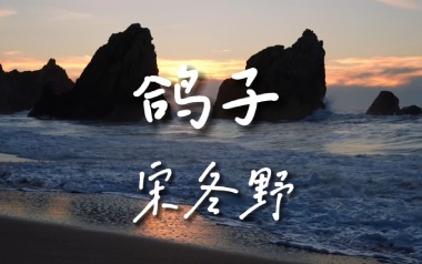鸽子吉他谱