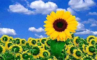 Sunflower指弹谱吉他谱_封面
