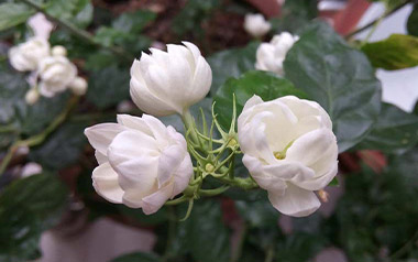 茉莉花指弹吉他谱_封面