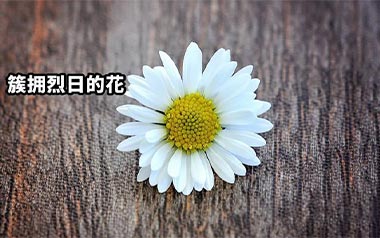 簇拥烈日的花吉他谱_封面