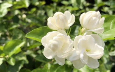茉莉花指弹吉他谱_封面