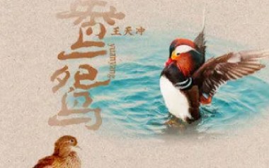 鸳鸯吉他谱_封面