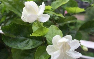 茉莉花指弹吉他谱