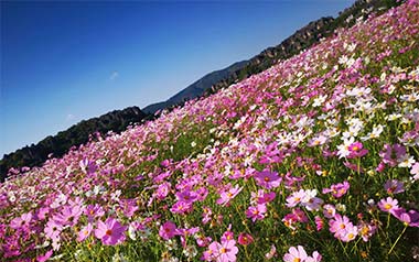 百花香吉他谱_封面