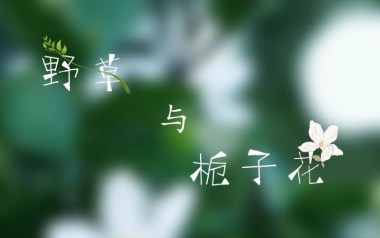 野草与栀子花吉他谱_封面