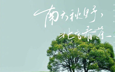 南方秋野北方春茶吉他谱_封面