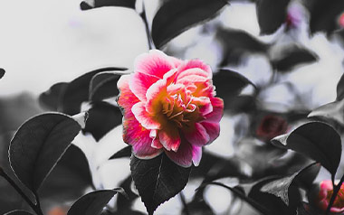 山茶花读不懂白玫瑰吉他谱_封面