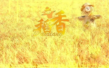 稻香吉他谱_封面
