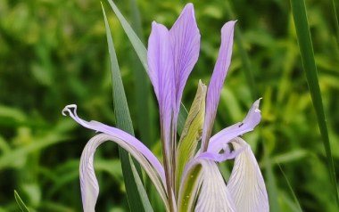 马兰花吉他谱_封面