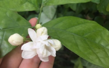 茉莉花吉他谱_封面